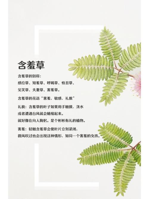 欧美h高清的相关介绍